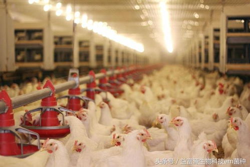 養(yǎng)殖肉雞提高效益的十大必由之路與光禽的屠宰及生產(chǎn)