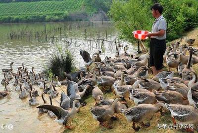 家禽養(yǎng)殖新藍(lán)海 特色致富路徑與高效模式探析